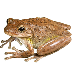 Cuban Tree Frog
